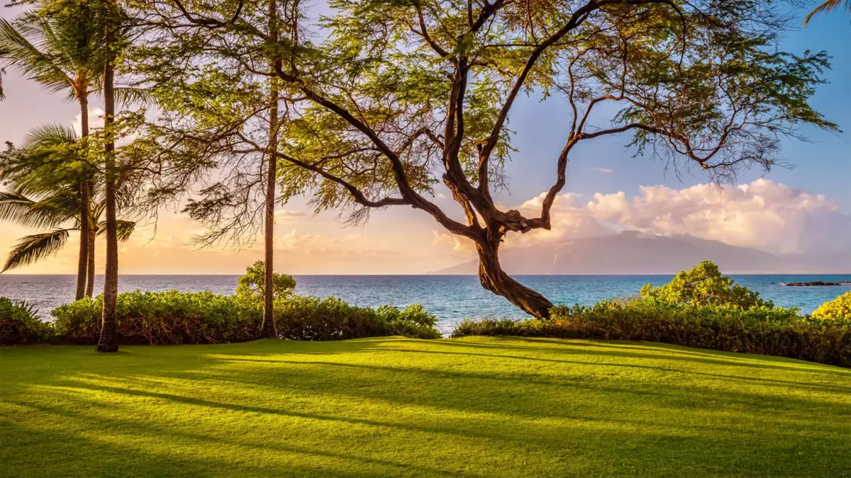 A scenic view of a serene seaside landscape at sunset, featuring a sprawling tree with twisted branches in the foreground. The lush green grass and leafy shrubs frame the calm blue ocean, with a sky painted in soft hues of orange, pink, and blue; perfect when staying at one of the best luxury hotels in South Maui.