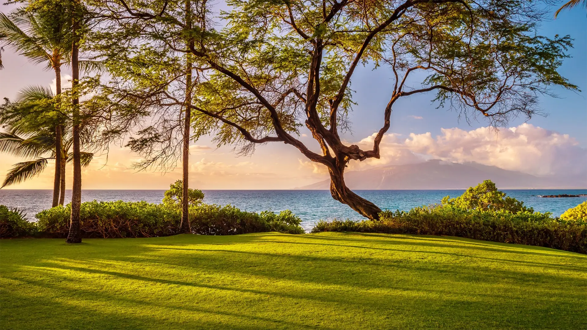 A scenic view of a serene seaside landscape at sunset, featuring a sprawling tree with twisted branches in the foreground. The lush green grass and leafy shrubs frame the calm blue ocean, with a sky painted in soft hues of orange, pink, and blue; perfect when staying at one of the best luxury hotels in South Maui.