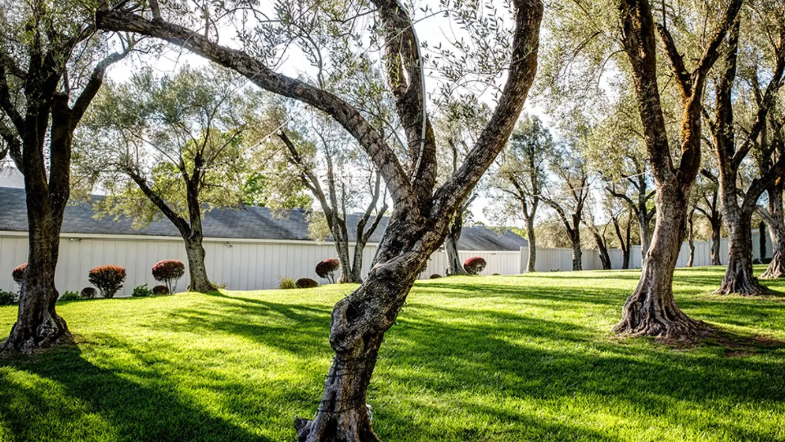 A sunny yard with lush green grass, featuring several large, twisted trees casting shadows. In the background, there is a long, white building with a gray roof housing some of Sonoma County's finest artisanal food. Small, neatly trimmed bushes are spaced along the base of the building.