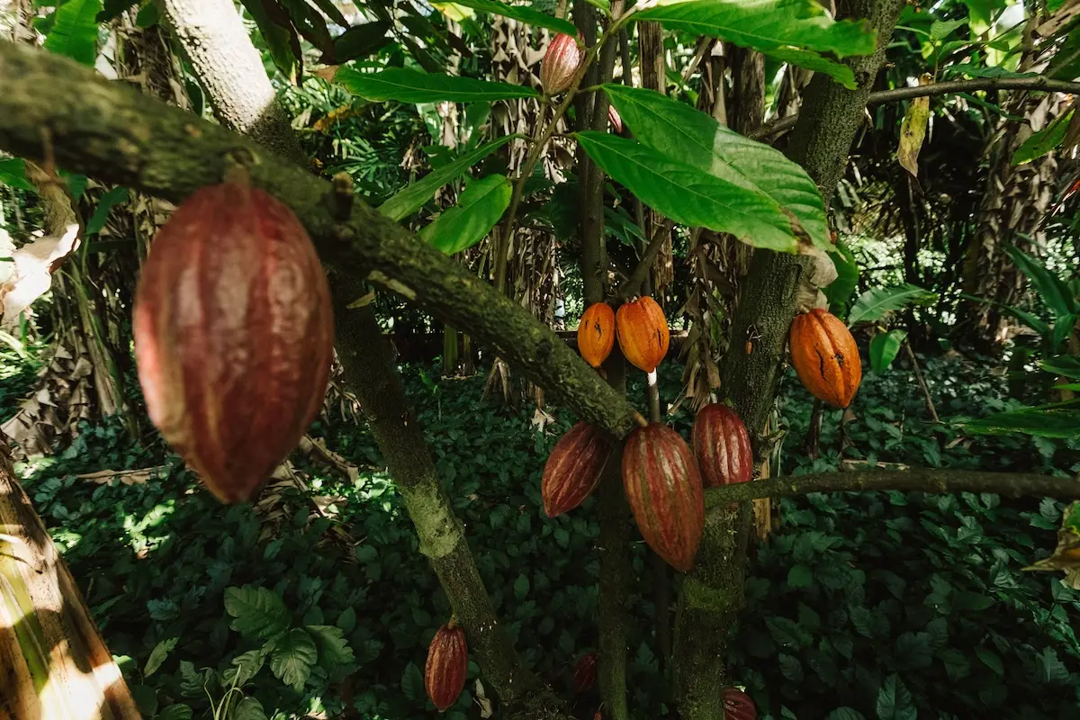 Ripening cacao pods of varying shades of orange and red grow directly on the trunk and branches of a cacao tree amidst lush green foliage in a tropical, kid-friendly Kauai setting.