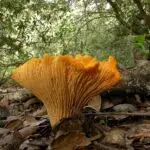 Cantharellus_californicus_1200_pc_Boleslaw Kuznik (Bolek) at Mushroom Observer