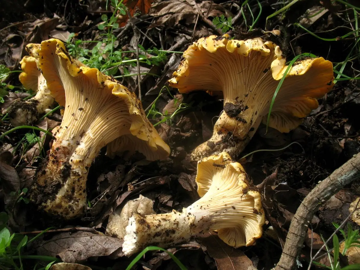 Cantharellus_californicus_1200_PC_Alan Rockefeller at Mushroom Observer