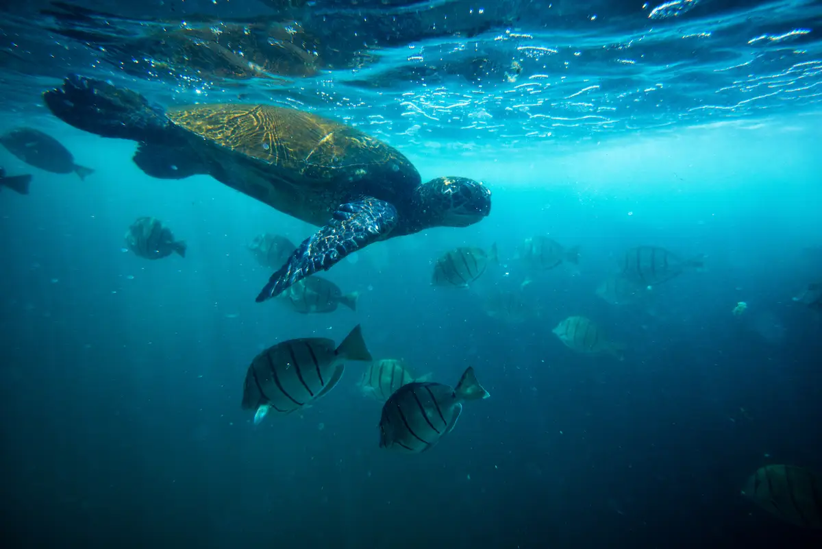 A sea turtle swimming underwater surrounded by Kauai sealife, including several fish with vertical stripes. The blue-green water is illuminated by sunlight filtering from above, creating a serene and peaceful scene. The turtle’s shell and flippers are clearly visible as it glides through the water.