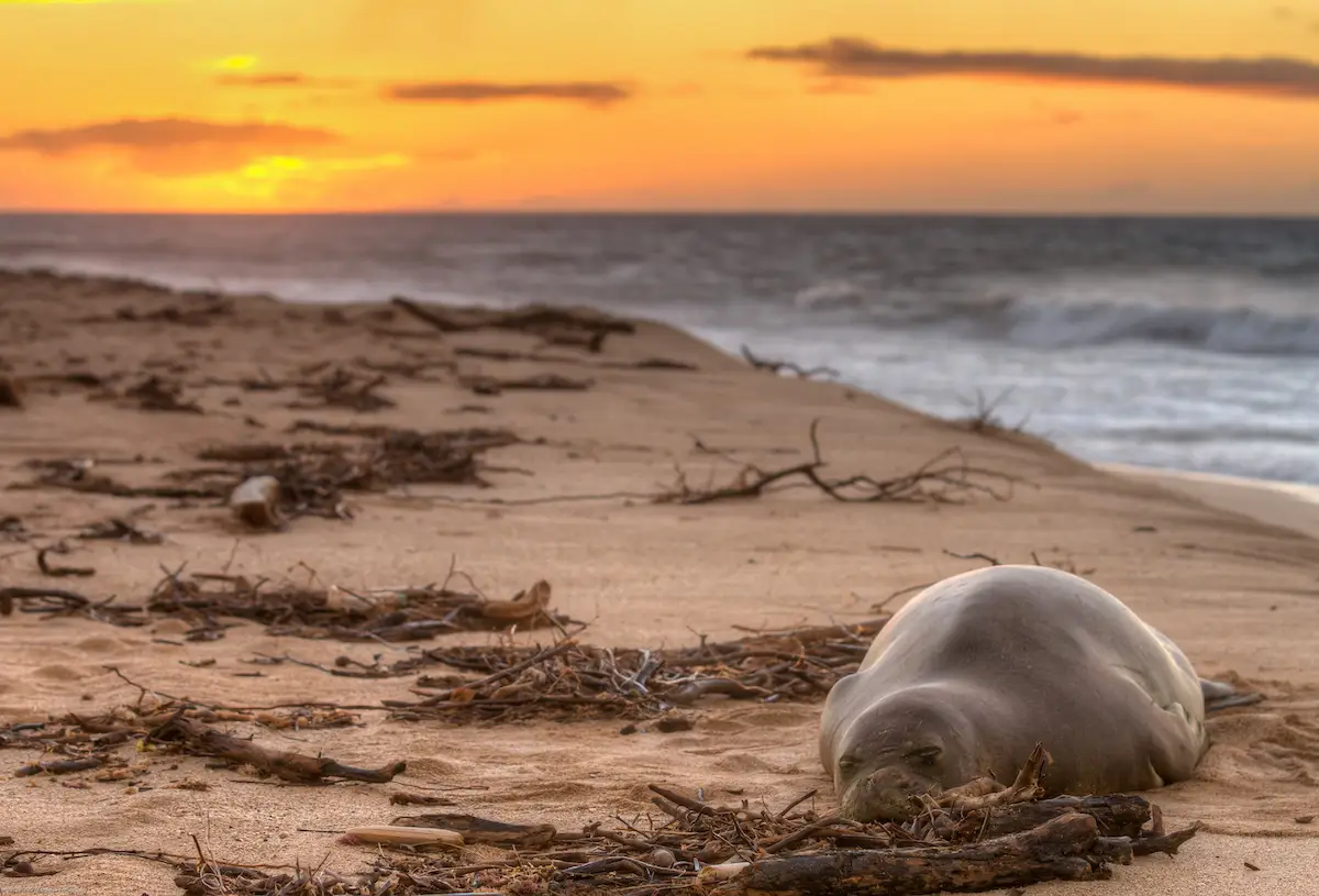 A seal lies on a sandy beach surrounded by driftwood and seaweed, with the ocean waves gently crashing in the background. The sky is a vibrant mix of orange and yellow hues, depicting a serene sunset scene typical of Oahu's marine life.