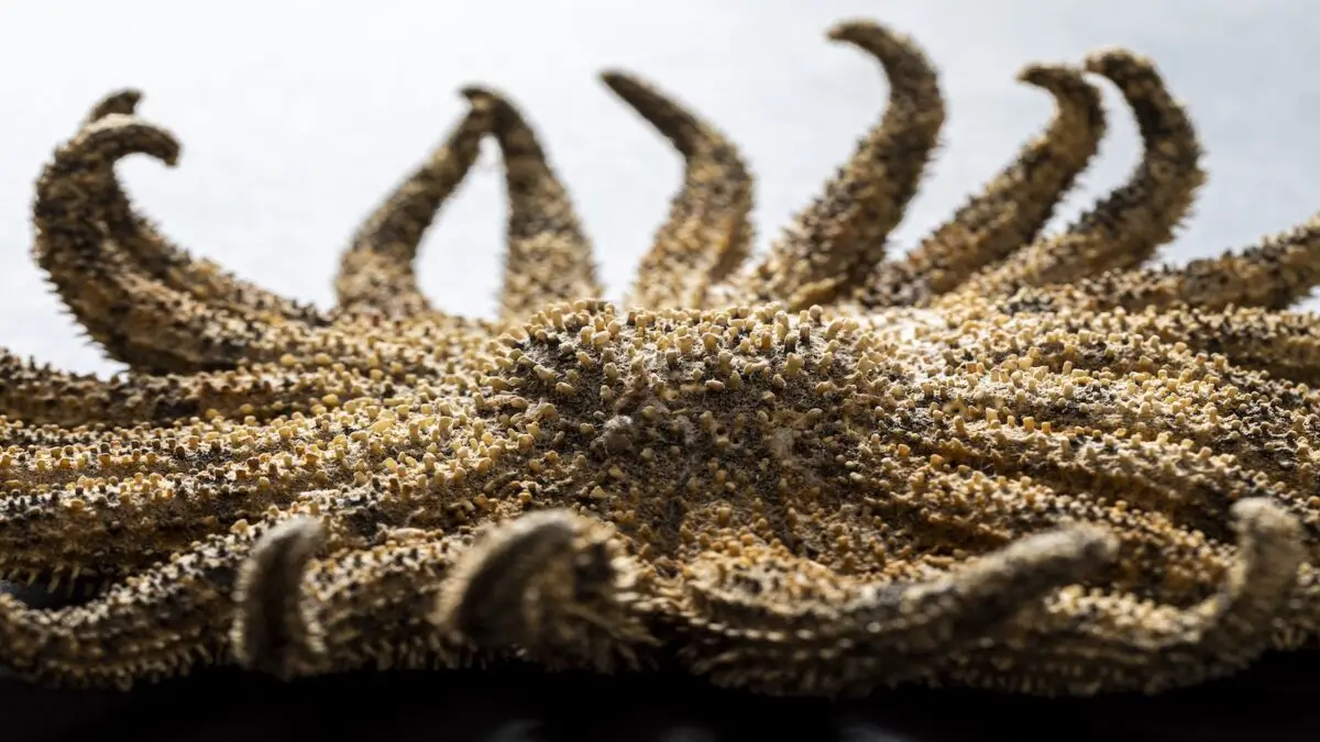 Close-up image of a spiny, textured starfish with numerous arms. The starfish appears to have a rough, bumpy surface and is set against a blurred background, highlighting its intricate details. The lighting enhances the texture and form of the creature, reminiscent of displays at the California Academy Sciences.