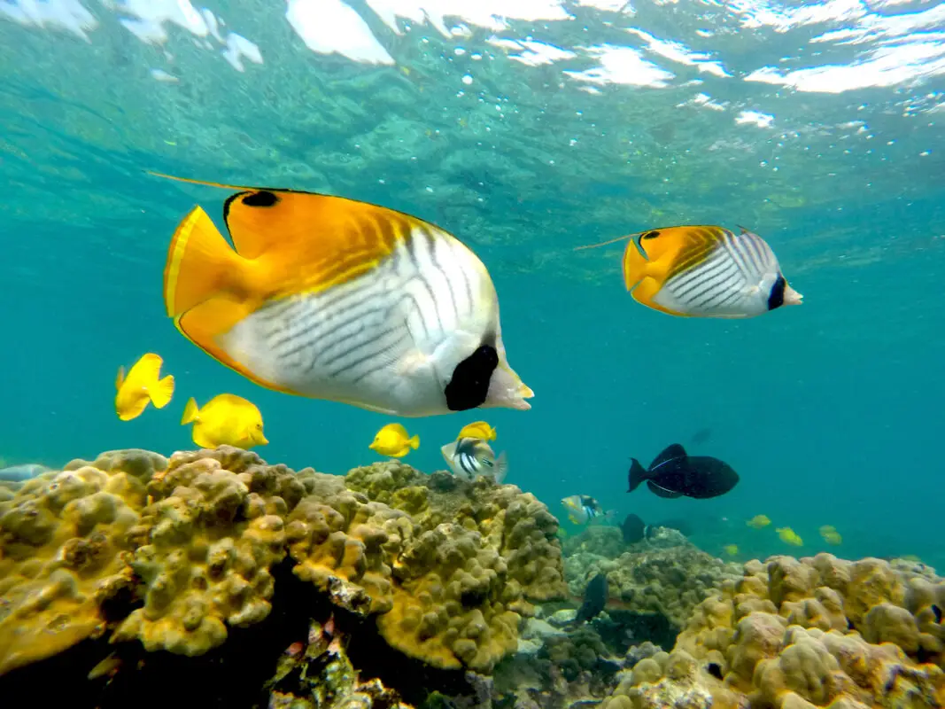 Underwater Kona scene featuring colorful fish swimming around coral reefs. The vibrant fish, mainly yellow and orange with striped patterns, glide through clear blue water. Coral formations occupy the lower part of the image, providing a vivid backdrop.