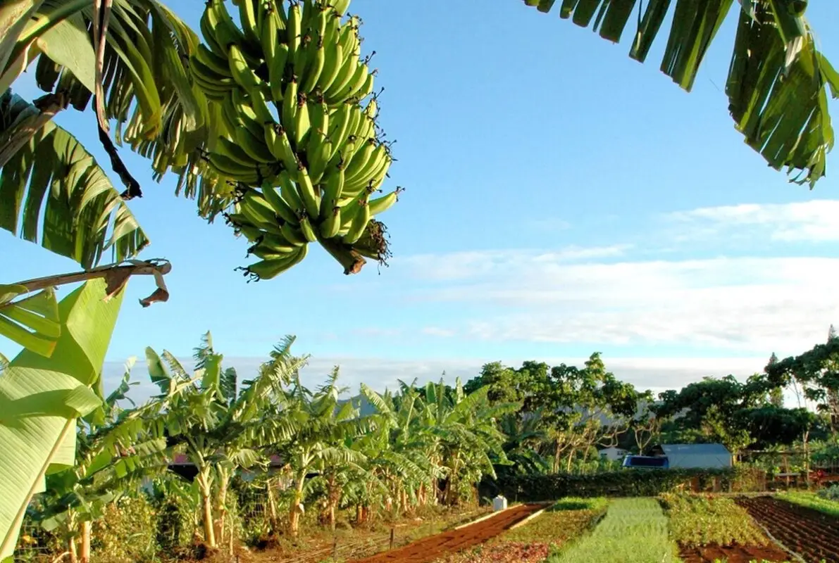 A lush banana plantation in Kid-friendly Kauai showcases a large cluster of green bananas hanging from a tree branch in the foreground. The background features more banana trees and neatly arranged plots of various crops under a clear blue sky.