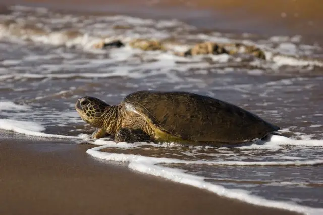 A sea turtle Maui is seen emerging from the ocean, crawling onto a sandy beach. Gentle waves lap at its shell as it makes its way onto the shore. The turtle's flippers are visible, and the sunlight highlights the texture of its shell.