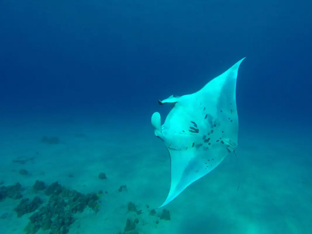A manta ray glides gracefully through the clear Kona underwater blue ocean waters with some rocks and sand visible on the sea floor below. The majestic creature's wing-like fins are spread wide, creating an elegant silhouette against the deep blue background.
