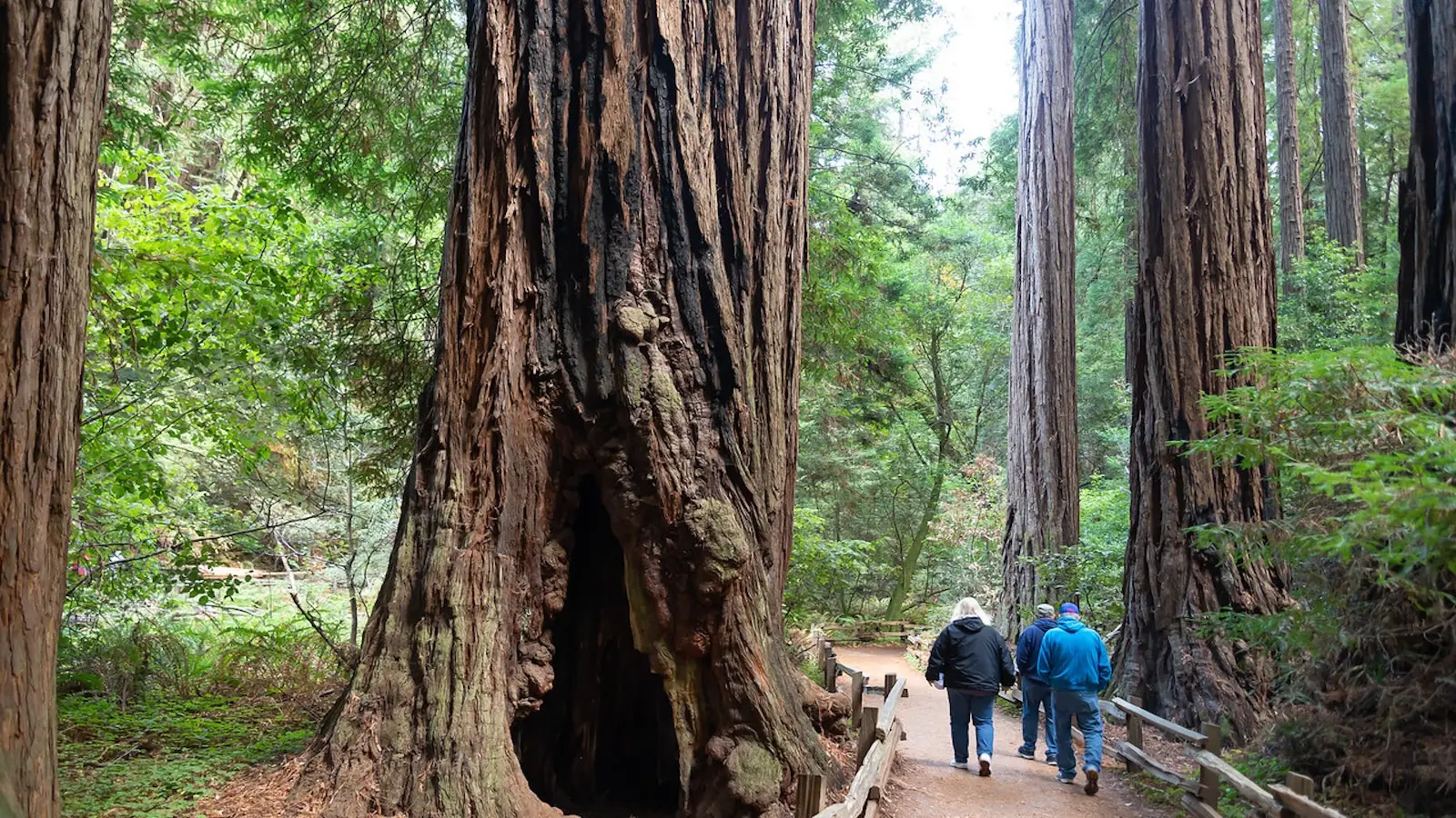 Three people in jackets and hats walk along a forest trail bordered by a wooden fence, surrounded by towering redwood trees—one of the top activities in Sonoma. One tree has a large hollow at its base. The scene is lush with green foliage, and the path is covered in fallen leaves.