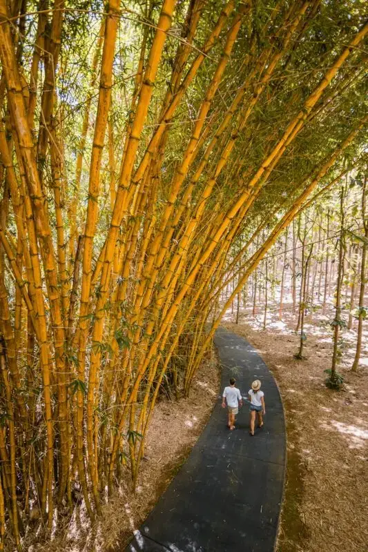 Two people walking hand in hand down a winding path through a bamboo forest on kid-friendly Kauai. The towering bamboo stalks arch gracefully over the path, casting dappled sunlight on the ground. The scene is serene, with earthy tones and lush green foliage.
