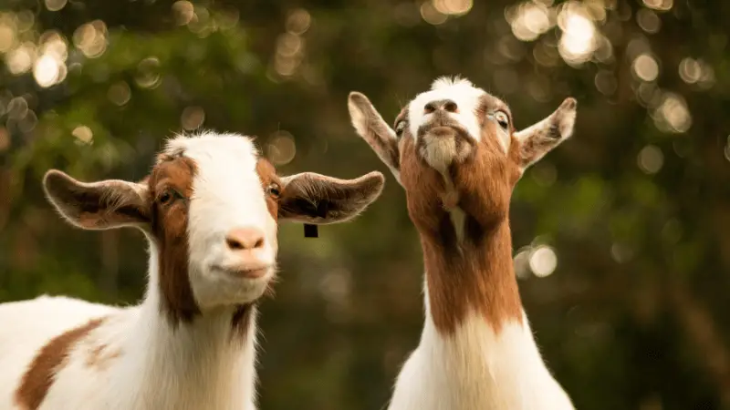 Two goats with white and brown fur stand facing the camera in Half Moon Bay, the perfect coastal getaway. The goat on the left has a slight grin, while the one on the right gazes upwards. Both goats have a serene, green, blurry outdoor background behind them.