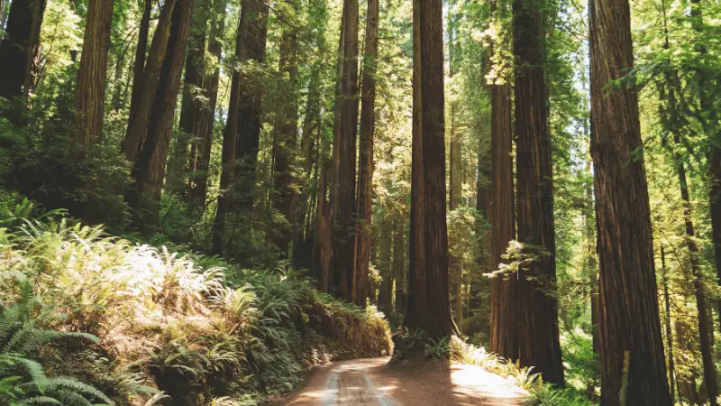 A serene forest scene with a dirt path winding through tall, majestic redwood trees, one of The 7 Natural Wonders of California. Sunlight filters through the dense canopy, casting dappled light on the lush ferns and undergrowth surrounding the path. The atmosphere is calm and inviting.