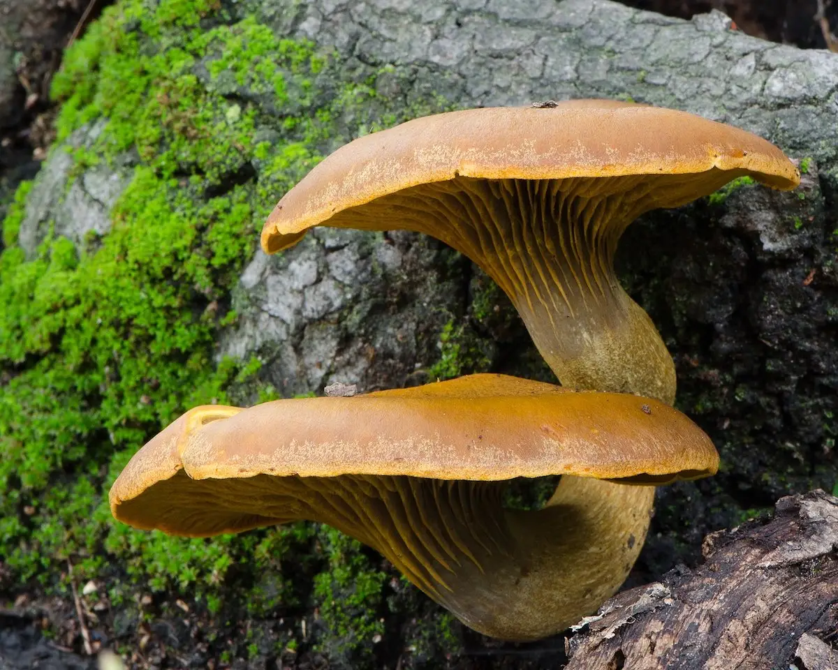 Omphalotus_olivascens_1200_Western_Jack_O'Lantern_Mushroom_pc_daniel neal