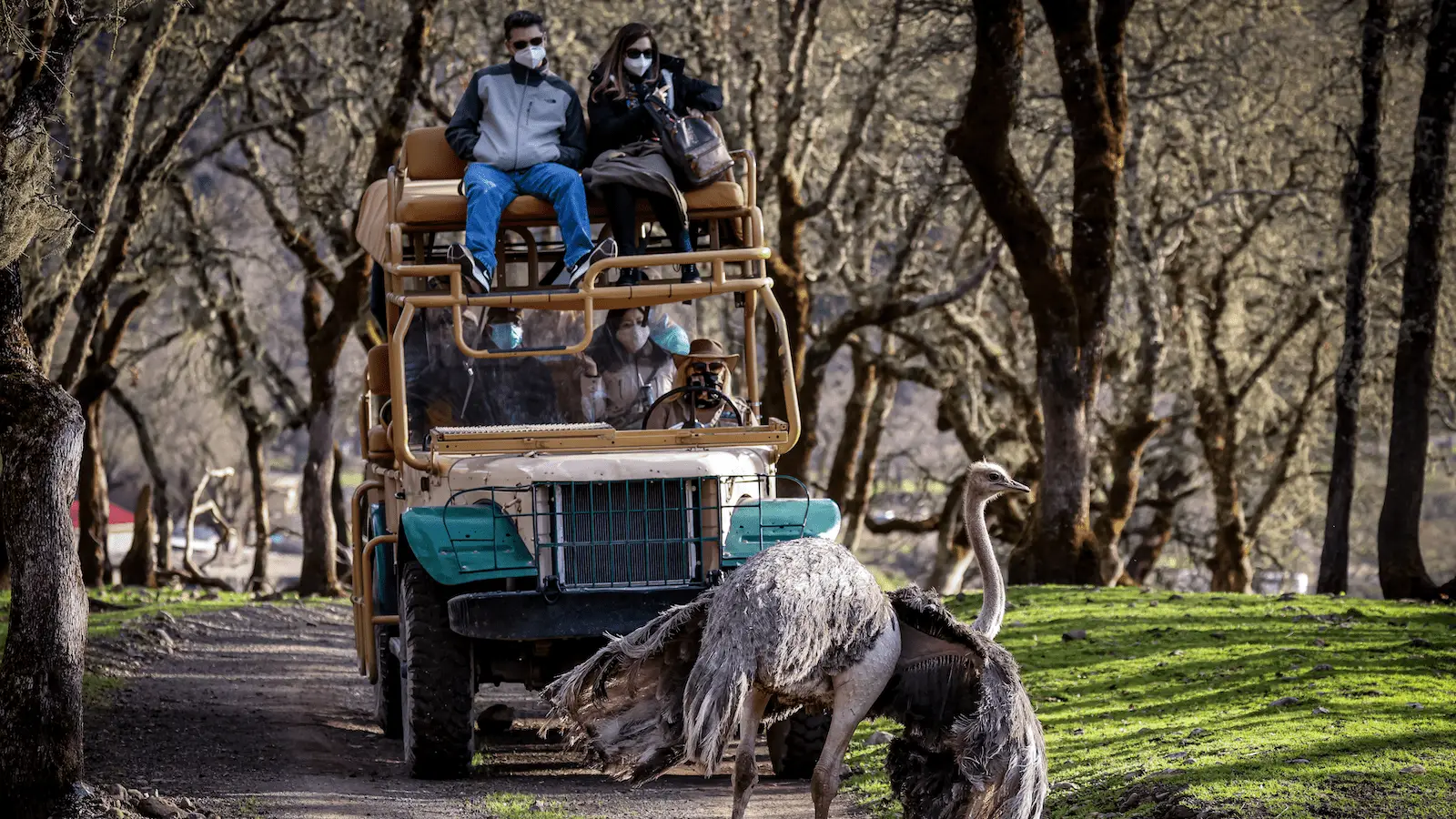 A safari vehicle drives through a wooded area, reminiscent of the best places to visit in Sonoma County. Two people sit on the roof of the vehicle, wearing masks and sunglasses. The driver and another person are inside the vehicle. An ostrich stands on the path among the trees in front of them.