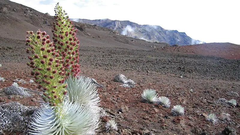 A silversword plant with tall, flowering stalks featuring small red-brown blooms is in the foreground. The plant grows on arid volcanic terrain, with scattered rocks and sparse vegetation. In the background, mountains rise under a partially cloudy sky, as detailed in Maui’s Guide to Haleakalā National Park.