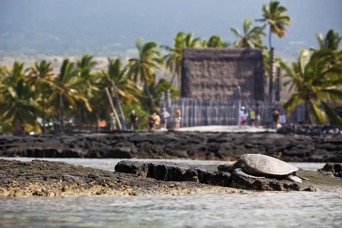 A sea turtle rests on black volcanic rocks in the foreground, with a traditional thatched-roof structure and people in the background among tall palm trees. The coastline where Kona's underwater marvels begin features distant mountains partially covered by clouds.