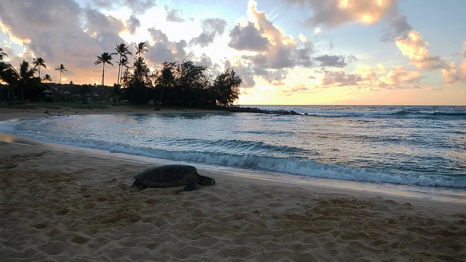 A serene beach scene at sunrise, featuring a sea turtle resting on the sandy shore. The ocean waves gently lap the beach, and the sky is filled with scattered clouds painted with hues of pink, orange, and yellow. Palm trees silhouette the background—truly one of the best places to visit on Kauai.