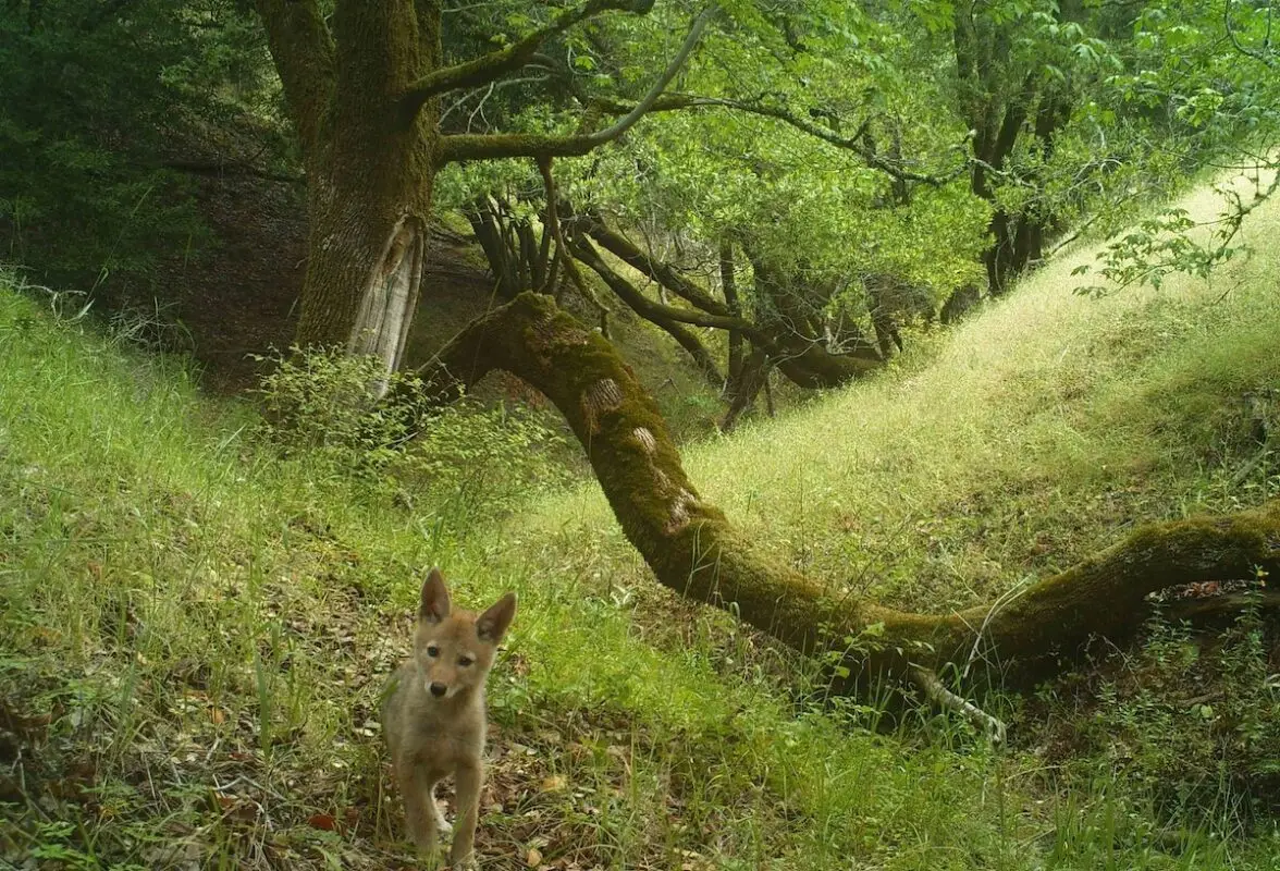 A young coyote stands on a forest floor covered in grass and leaves, captured by one of the Bay Area nature cameras. It is surrounded by lush green foliage and trees, including a large, moss-covered tree with a bent trunk. Sunlight filters through the canopy, casting a serene glow on the scene.