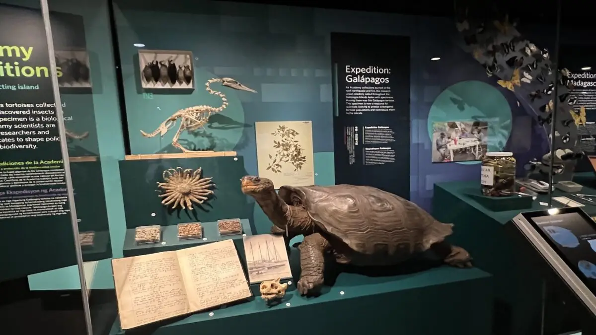 Explore the captivating museum exhibit at the California Academy of Sciences, showcasing a Galapagos tortoise, various scientific specimens, bird skeletons, preserved starfish, botanical drawings, and an open notebook with handwritten text. Labels and descriptive panels detail the extraordinary Galapagos expedition.