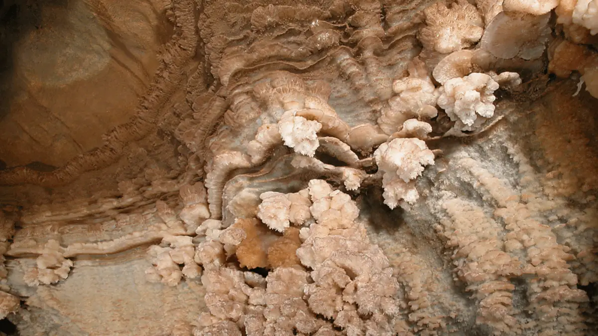 A close-up view of intricate limestone formations inside a cave, reminiscent of the geological wonders found in California Gold Country. The image shows layers of rock with various textures and shades of beige and brown, forming delicate, crystalline structures that resemble flower petals and rippling waves.