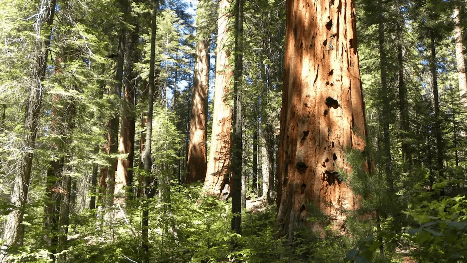 A forest scene featuring tall, majestic trees with thick trunks and dense foliage. Sunlight filters through the canopy, illuminating patches of the forest floor. The trunks of some trees show signs of age and wear, with textured bark and visible knots, reminiscent of those found in California Gold Country.