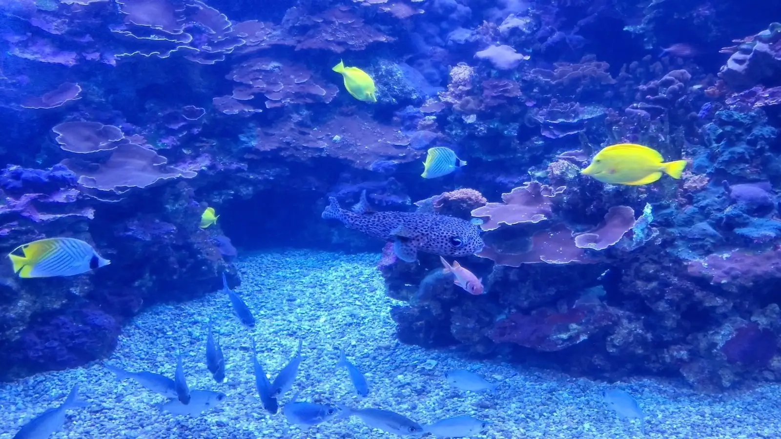 An underwater scene at an aquarium, perfect for local getaways, features various colorful fish swimming near a rocky coral reef. Visible species include yellow, blue, and spotted fish around the coral structures, with a gravelly bottom. The water has a blueish hue.