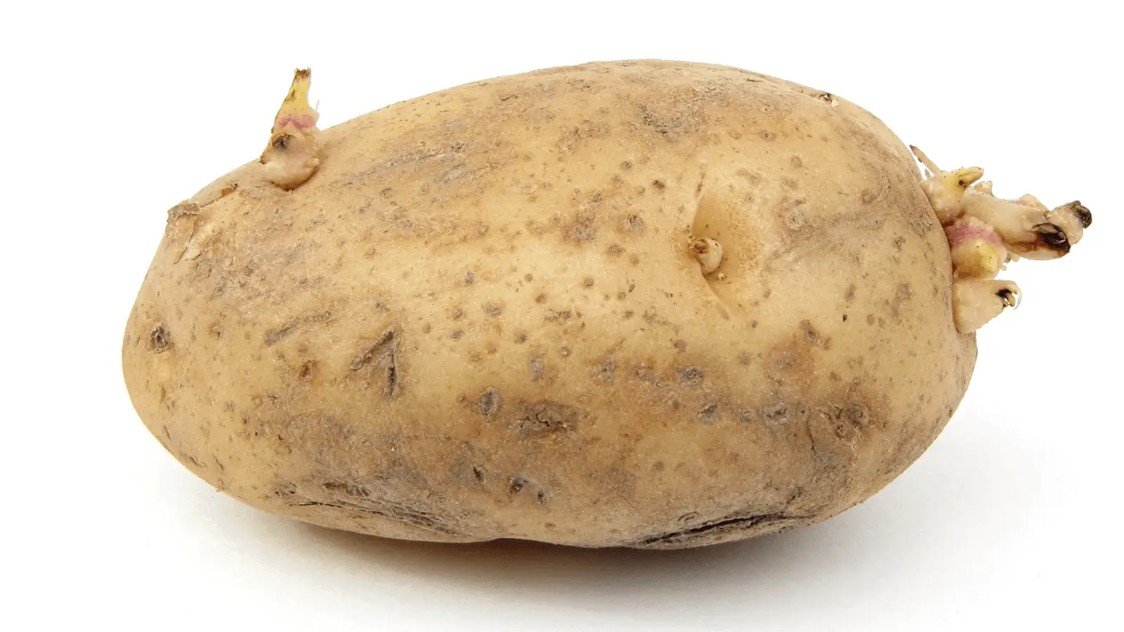 A single unpeeled potato with small sprouts and a slightly rough surface. The light brown potato, adorned with visible eyes and blemishes, hints at potential delicious potato dishes. It is positioned against a plain white background.