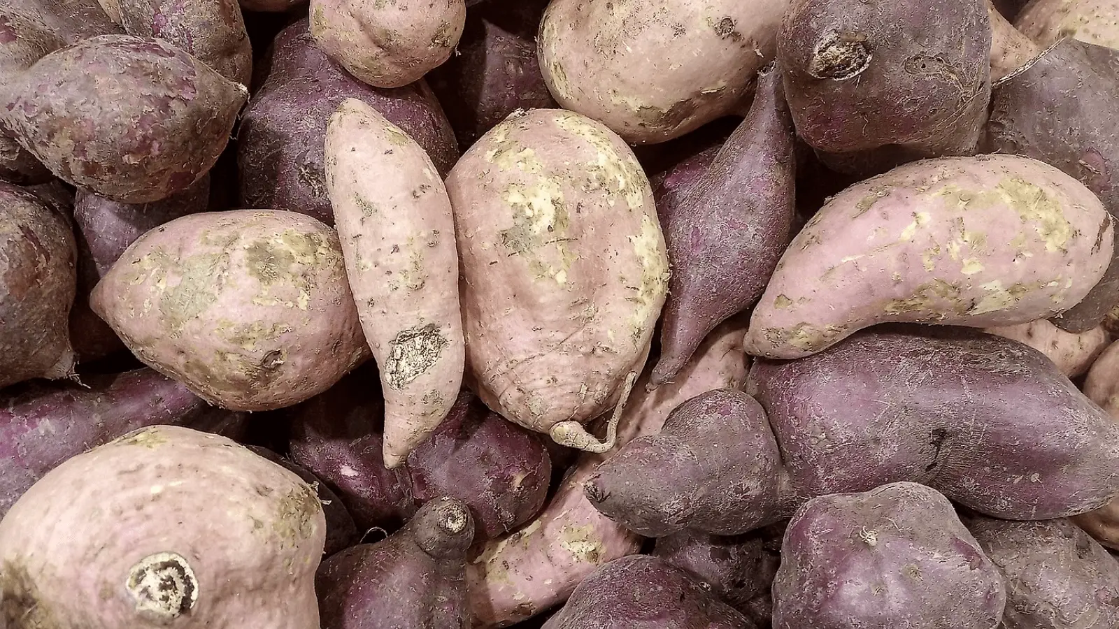 A close-up of a pile of sweet potatoes with varying shapes and sizes, displaying mostly purplish-brown skins with some covered in dirt. There are a few sweet potatoes with lighter, pinkish skins, perfect for various potato dishes.