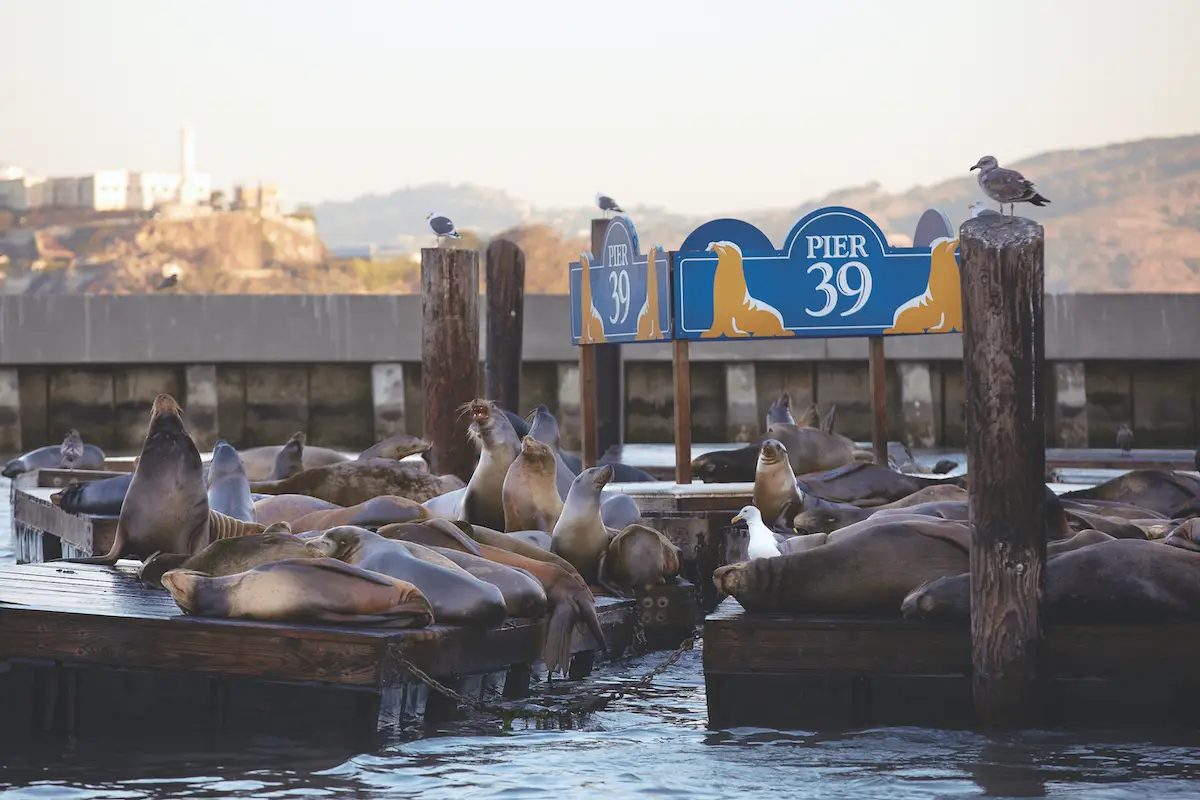Seals rest on floating docks at Pier 39 in San Francisco, with a hilly landscape and Alcatraz Island visible in the background. Seagulls perch on wooden posts, while nature cameras capture the scene and a Pier 39 sign displays playful seal illustrations.