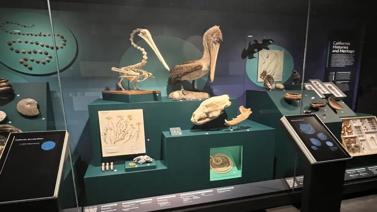 A museum exhibit at the California Academy of Sciences features diverse natural history artifacts, including a bird skeleton, a taxidermy pelican, fossilized marine life, and plant illustrations. Informational panels and display cases with various specimens are arranged on green stands.