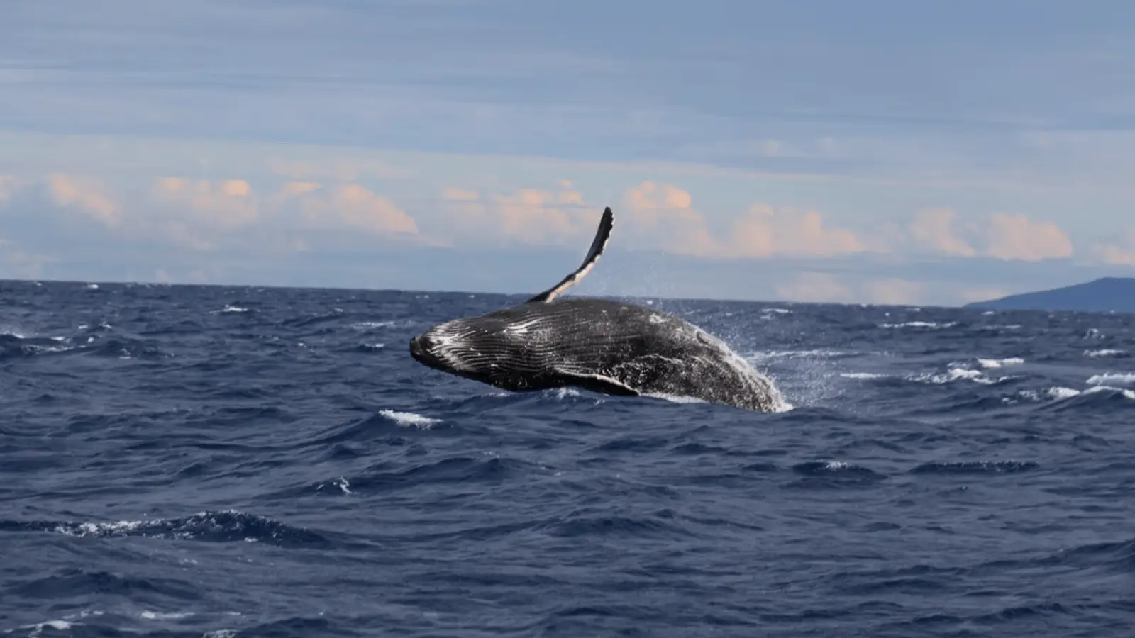 A whale breaches the surface of the ocean, its body partially out of the water. The sky above is partly cloudy, and the sea is slightly choppy with visible waves. In the background, there is a distant Hawaiian landmass.