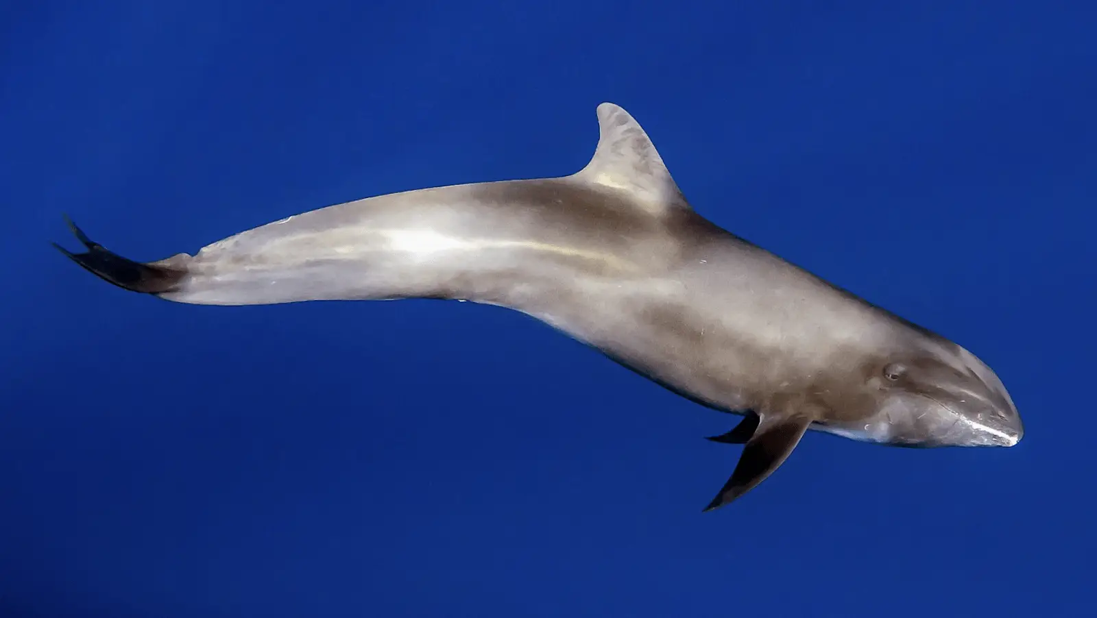 A pygmy killer whale swims in the clear blue waters of Hawaii. The marine mammal has a sleek, greyish body with a lighter underbelly, a curved dorsal fin, and slightly pointed pectoral fins. The whale is surrounded by the deep blue sea.