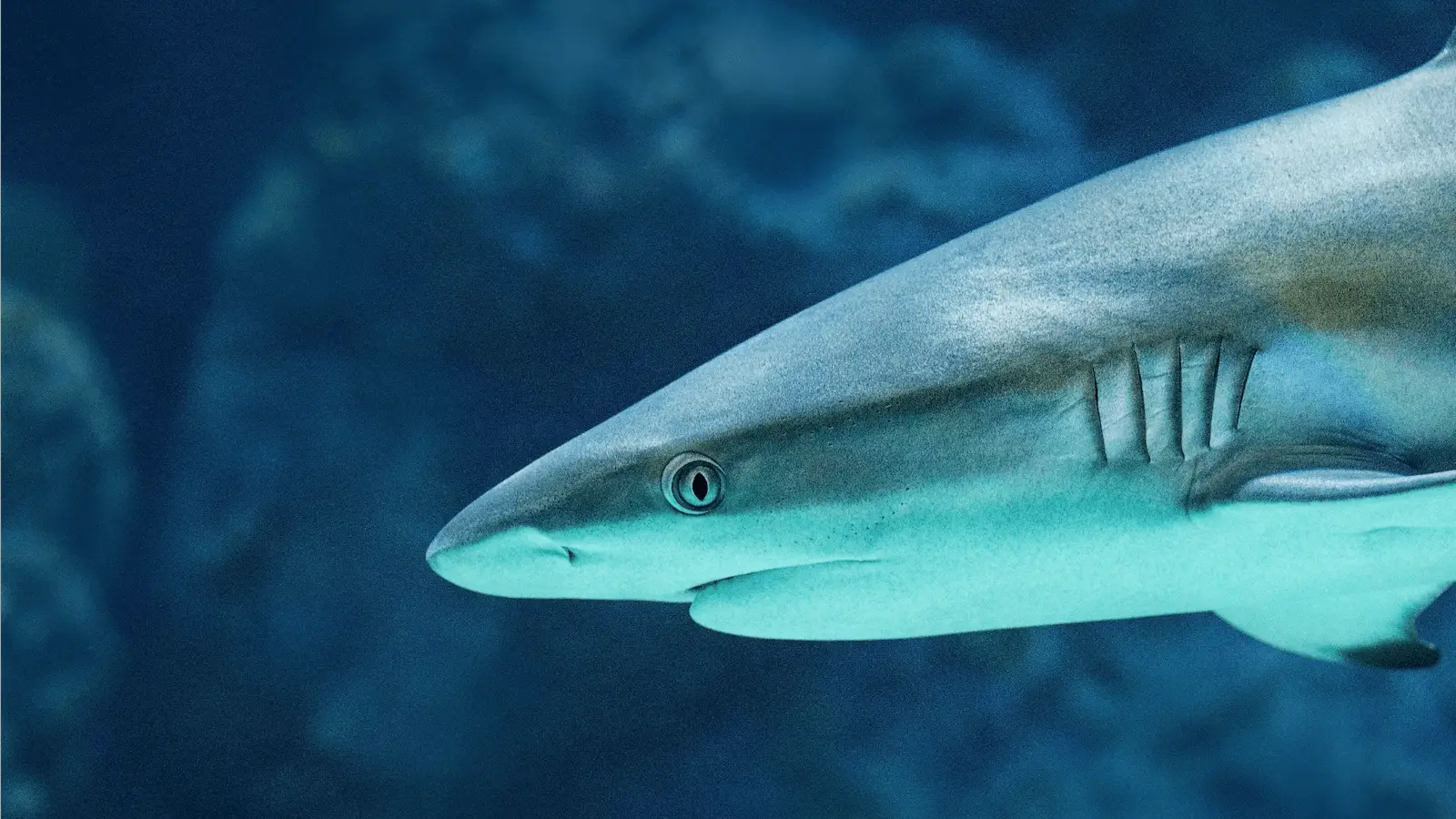 Close-up image of a shark swimming underwater with a focus on its torpedo-shaped body, gills, and sharp eye. The background is a deep blue, giving a sense of the ocean’s depth—a sight familiar to those who enjoy scuba diving off Oahu.