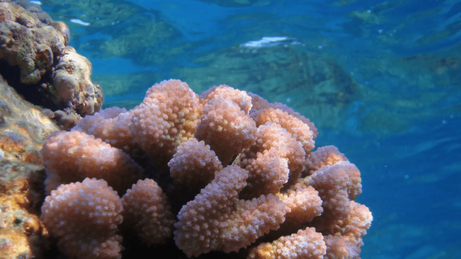 Close-up of a piece of pinkish-orange coral underwater against a backdrop of blue ocean. The coral has a textured, bumpy surface and branching structure. Sunlight filters down from above, illuminating parts of the coral and enhancing the vibrant colors, making it one of the best places to scuba dive on Kauai.