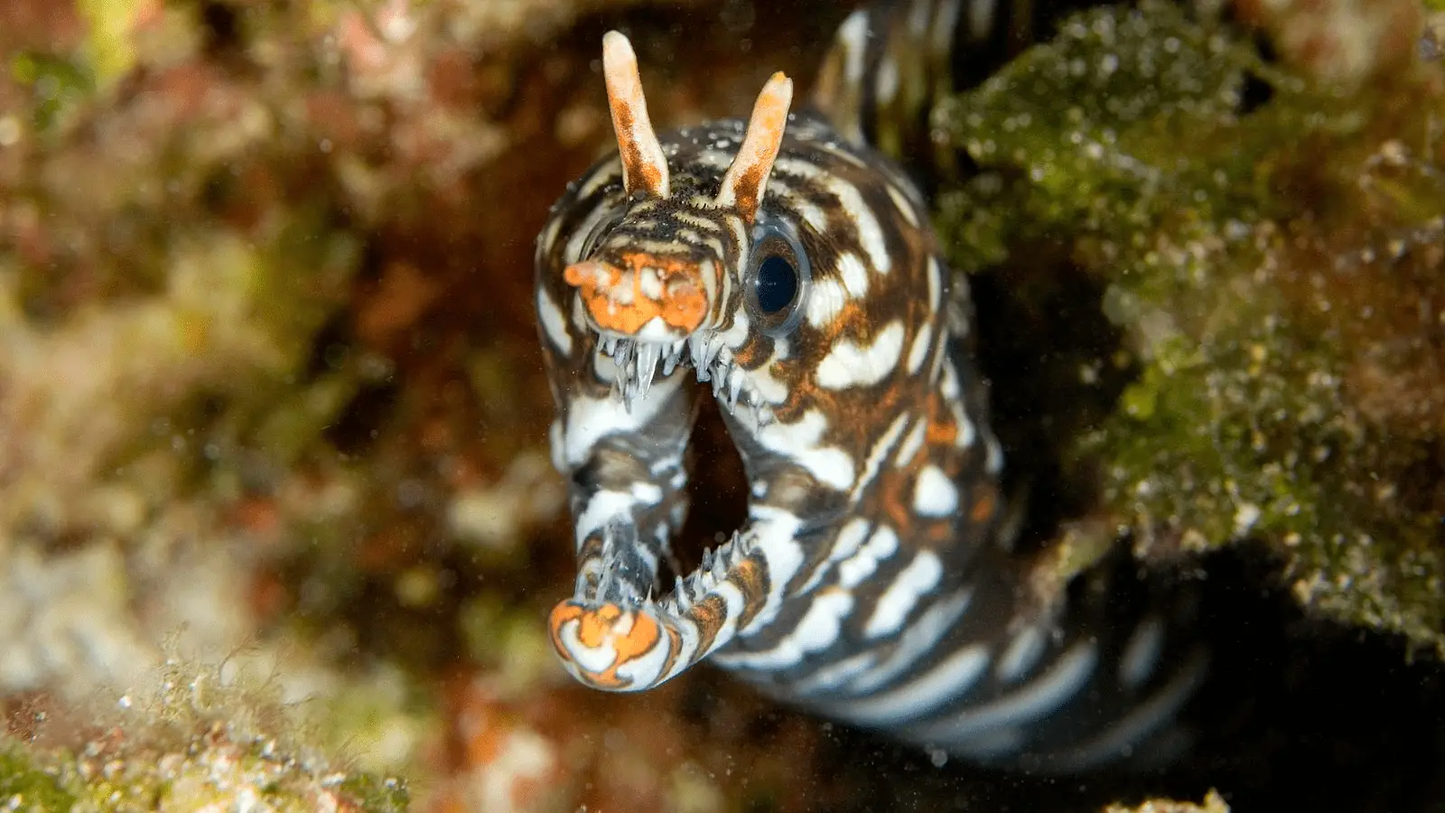 Close-up image of a zebra moray eel emerging from a crevice in a coral reef, one of the best places to scuba dive on the Big Island. The eel has a distinctive white and dark brown striped pattern, and its mouth is open, revealing sharp teeth and orange lips. The background displays various shades of green algae and coral textures.