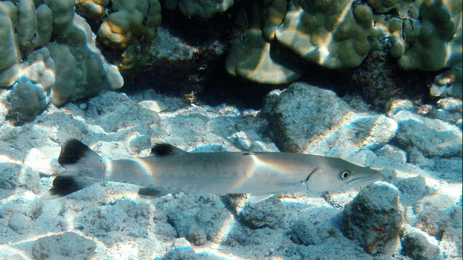 An underwater image of a barracuda swimming close to the seafloor, which is covered with rocks and coral. Sunlight creates patterns on the barracuda's silver body and the seafloor. In some of the best places to scuba dive on Big Island, the water is clear, allowing a good view of the fish and its surroundings.