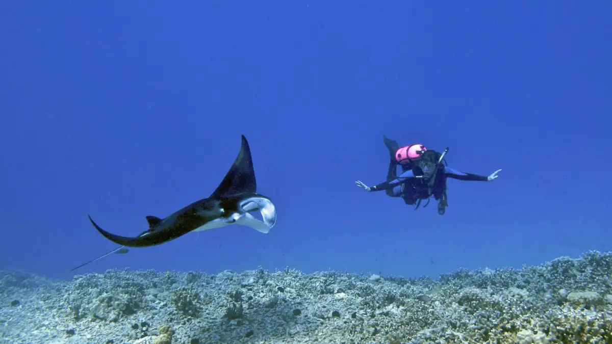 A scuba diver in a black diving suit with a pink oxygen tank swims underwater alongside a large manta ray. The seafloor below them, typical of the best places to scuba dive on the Big Island, is covered in coral and rocks, set against the deep blue ocean backdrop.