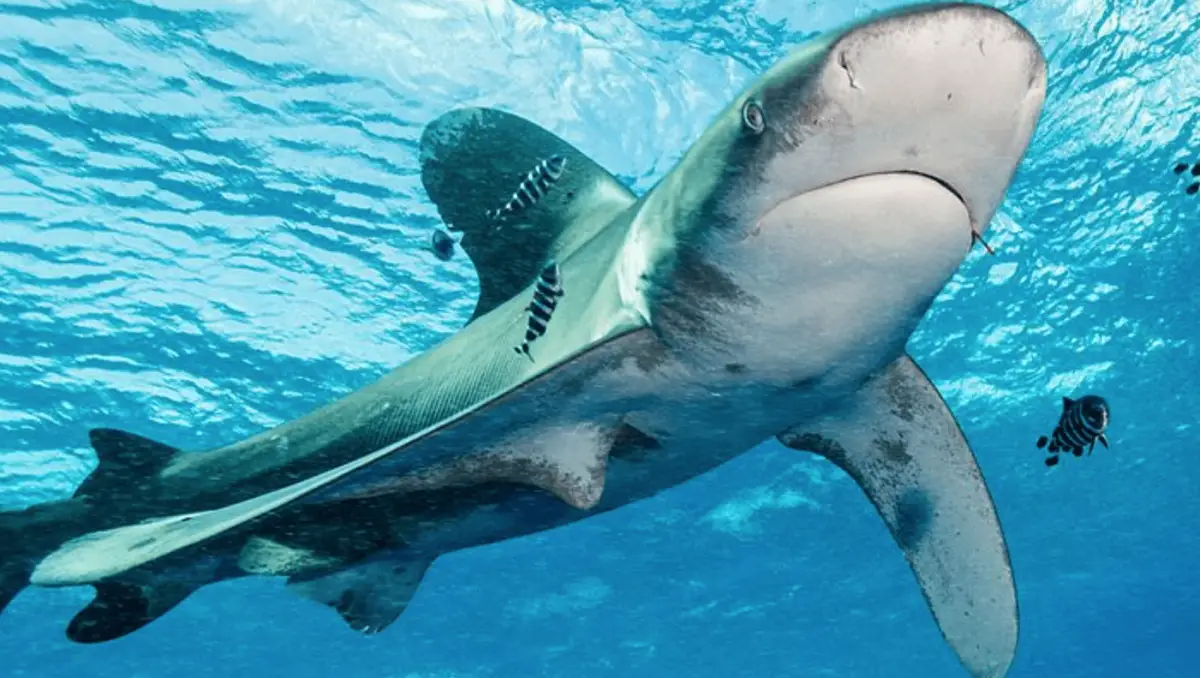 Underwater image of a large shark swimming in clear blue water, one of the best places to scuba dive on the Big Island. The shark, grey with a white underbelly, is accompanied by smaller black-and-white striped fish. Light from the surface filters through the water, highlighting the shark’s sleek body.