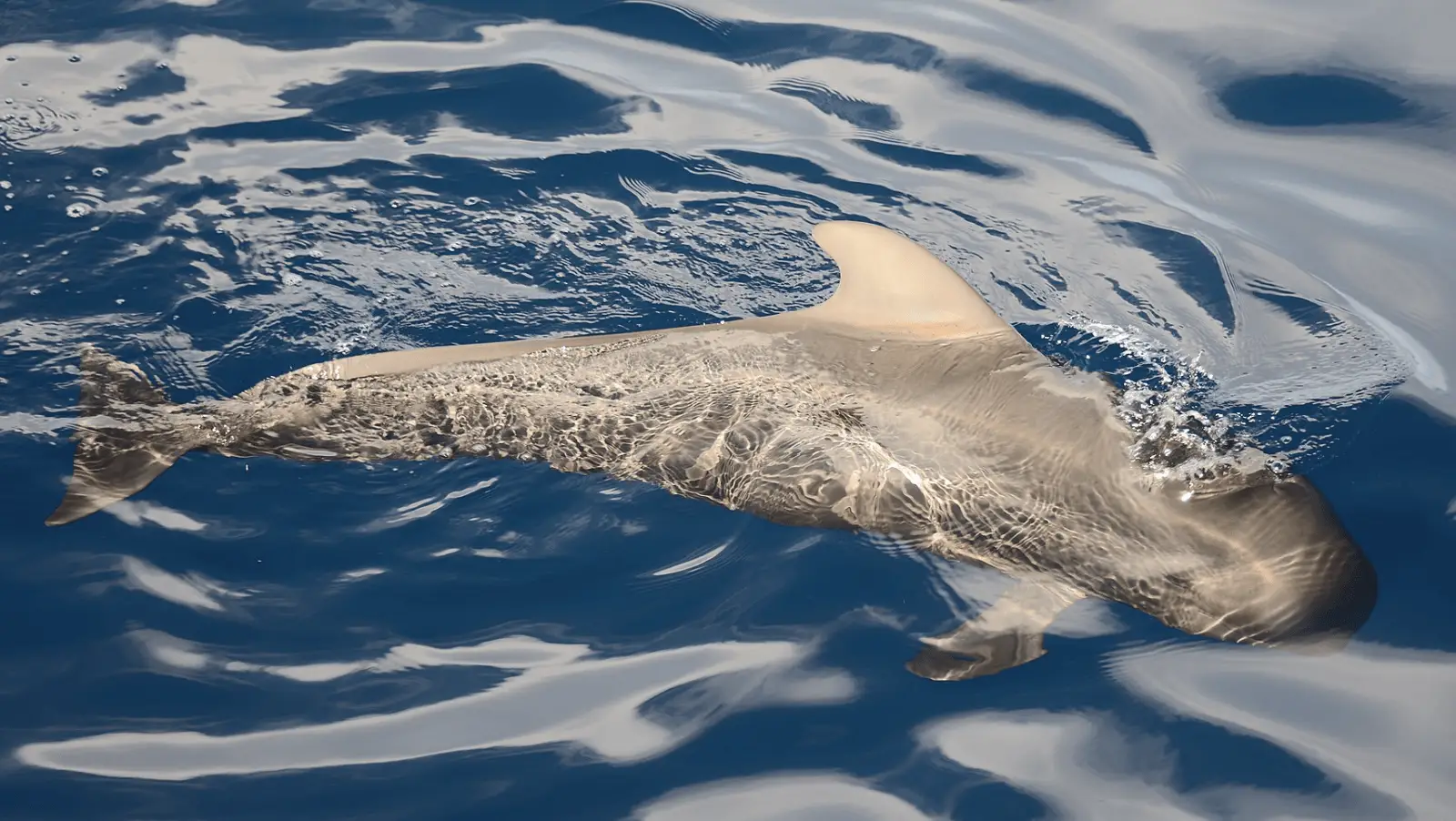 A dolphin glides just below the surface of the clear blue water, creating ripples and reflections. The dolphin's smooth body and dorsal fin are visible, while light patterns play on the water's surface around it. Nearby, tales of whales in Hawaii add a touch of magic to the serene scene.