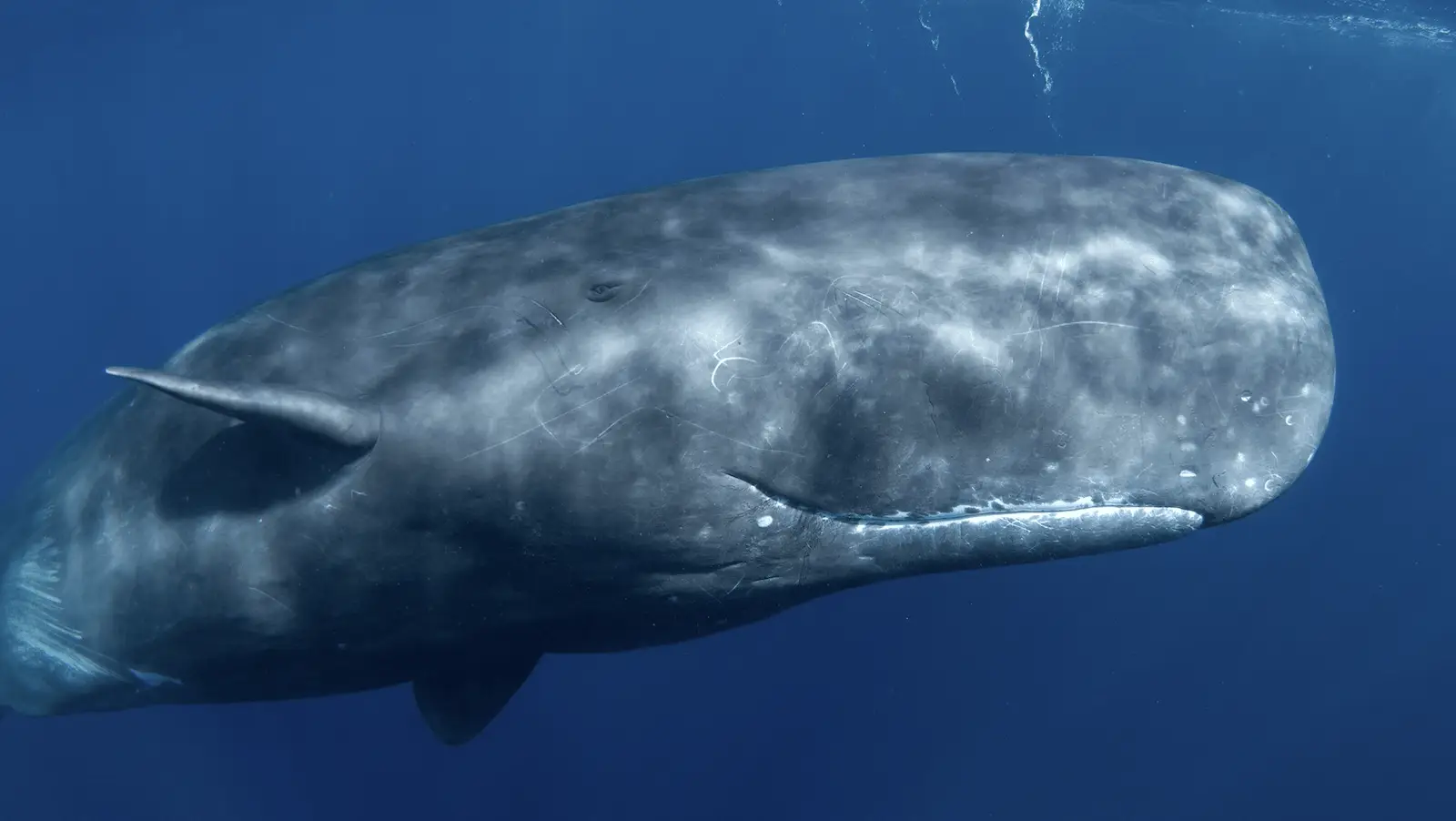 A large sperm whale swims underwater in the deep blue ocean off the coast of Hawaii. Its massive head and distinct rectangular shape are clearly visible. The whale's skin shows various markings, and its small eye is discernible near the front of its head.