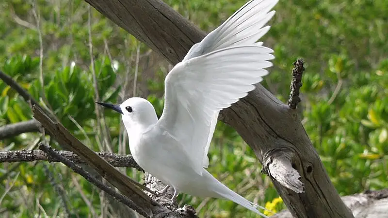 A white tern, with its wings partially spread, stands on a tree branch. The bird has a sleek white body and black eyes. The background features lush green foliage, adding contrast to the bird’s bright plumage—just one of many reasons why Waikiki captivates nature lovers.