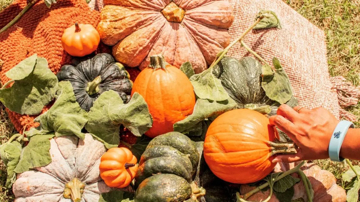 A variety of pumpkins in different shapes, sizes, and colors, including orange, green, and cream, are displayed on burlap sacks. A person's hand wearing a white wristband is touching an orange pumpkin. Green leaves are also visible around the pumpkins at one of the beloved North Shore annual events.