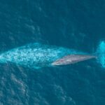 Gray whale from above