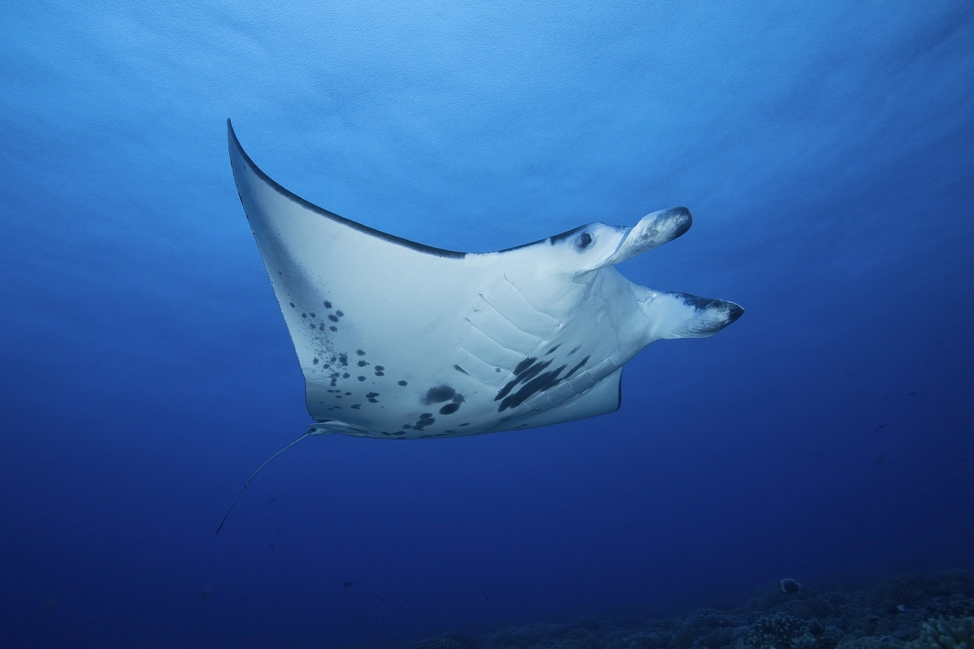 Picture-2-Manta-Ray-Viewing.jpg