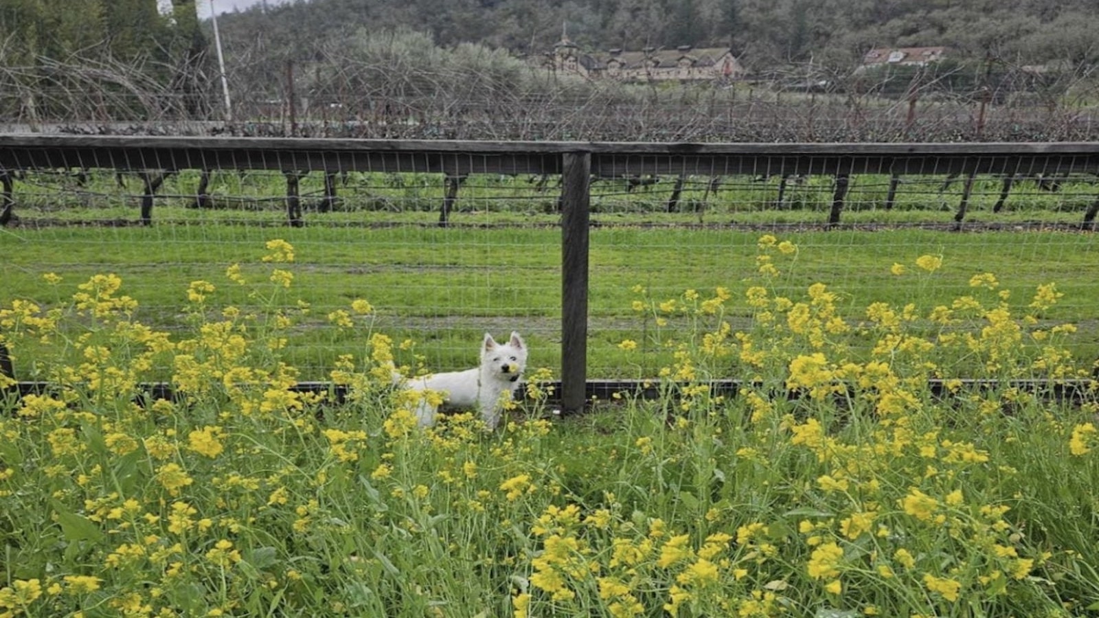 A small white dog stands amidst tall yellow flowers in front of a wire fence. The background features lush green grass, rows of grapevines, and tree-covered hills under a cloudy sky. This picturesque, dog-friendly scene captures the peacefulness of Napa Valley's rural charm.