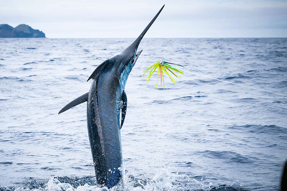 A large marlin leaps out of the ocean, its long, sharp bill pointing upwards. The marlin appears to be chasing a colorful lure that dangles from a fishing line. The choppy sea and an overcast sky provide the dramatic backdrop for one of Kona's annual events.