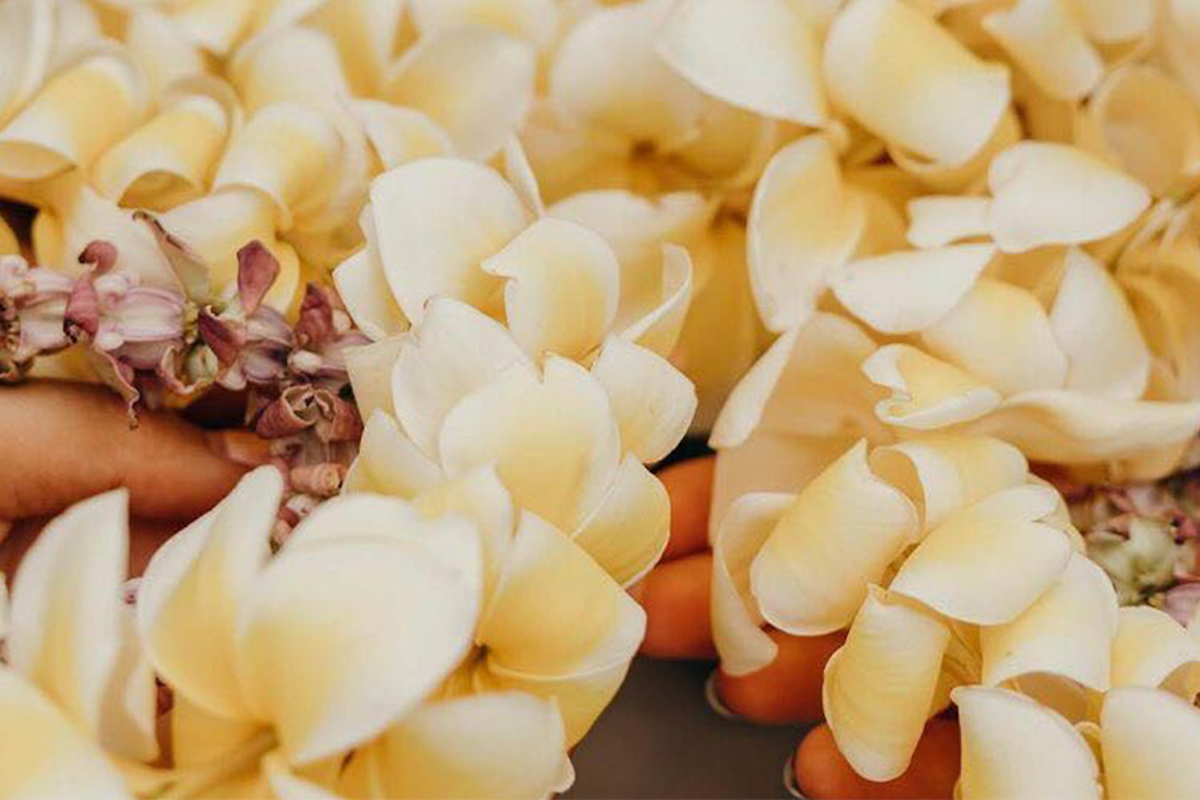 Close-up of hands holding a delicate and intricate arrangement of yellow and white plumeria flowers at one of the Waikoloa Annual Events. The soft petals are densely packed, with some light purple flowers interspersed, creating a visually pleasing floral display.