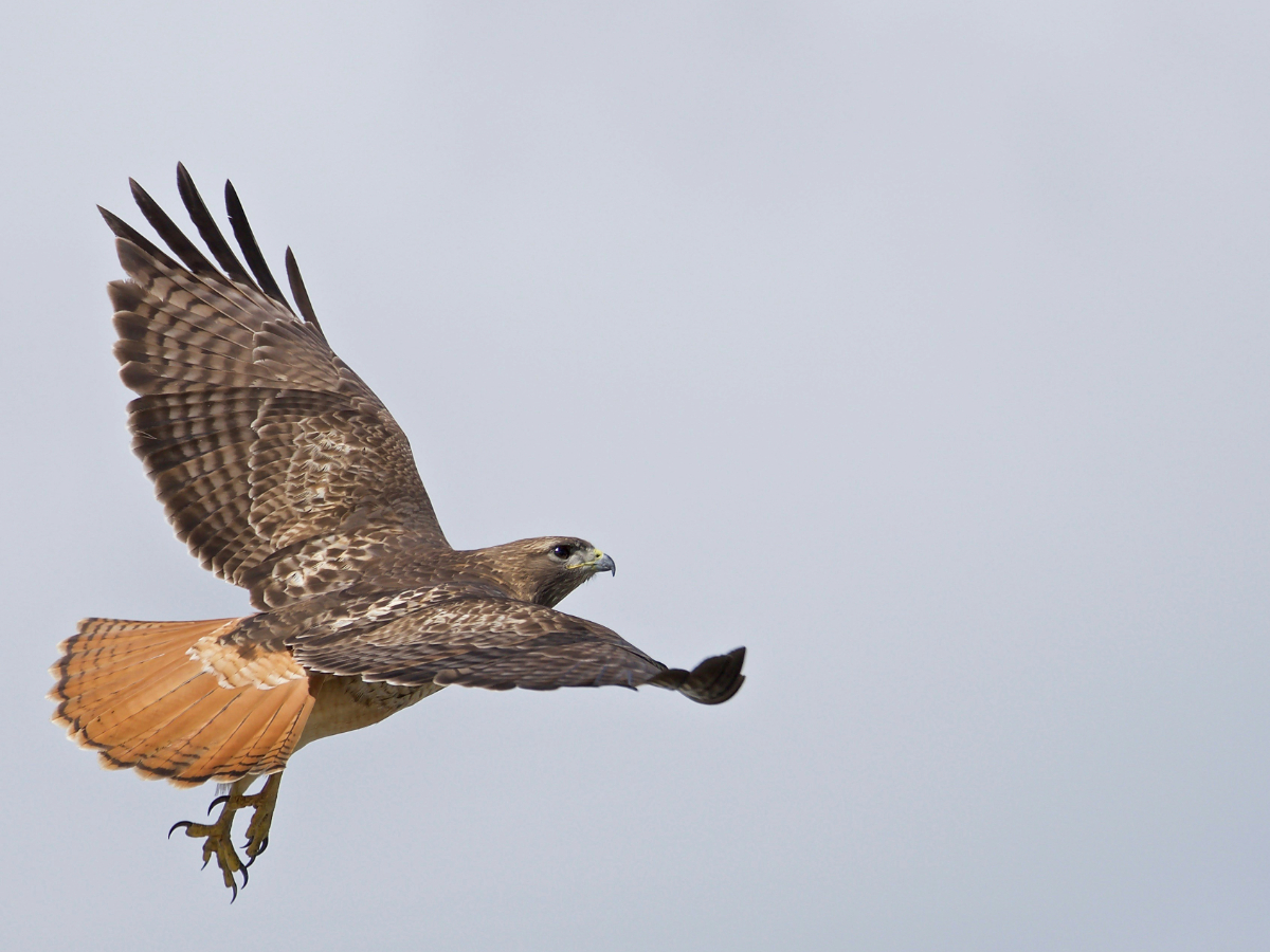 Bird Festival, Monterey Peninsula