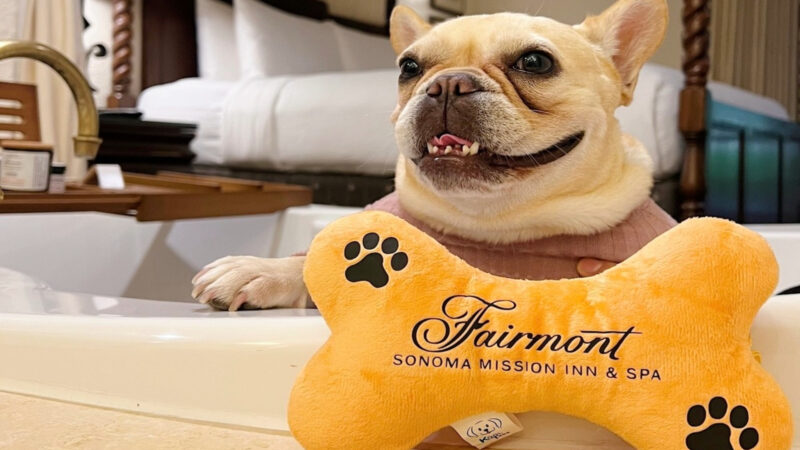Dog Friendly Hotels in Sonoma County